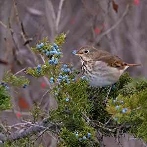 Thrushes Jigsaw Puzzle Collection: Hermit Thrush