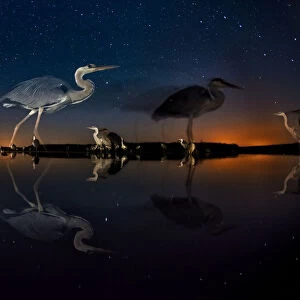Herons at night on Lake Csaj, Kiskunsag National Park, Hungary. Winner of the Birds category