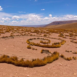 High Altiplano with tussock grass called Paja brava (Festuca orthophylla) showing