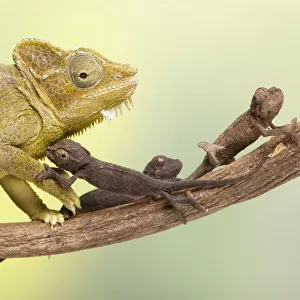 High-casqued chameleon / Von Hoehnels chameleon (Trioceros hoehnelii