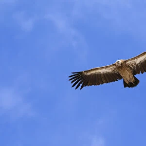 Accipitridae Collection: Himalayan Vulture