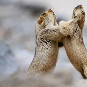 Himalayan Marmots (Marmota himalayana) play-fighting, Ladakh, India