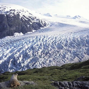 Sciuridae Photo Mug Collection: Alaska Marmot