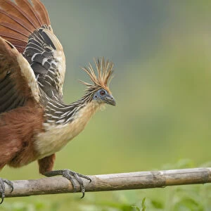 Hoatzin (Ophisthocomus hoazin) perched on wooden bar overlooking oxbow lake. Manu National Park