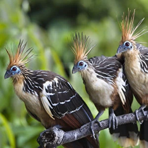 Hoatzins (Opisthocomus hoazin) perched in tropical rainforest, Tambopata Reserve