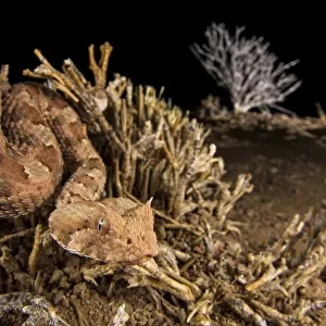 Viper Photographic Print Collection: Horned Desert Viper