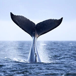 Humpback Whale (Megaptera novaeangliae) tail slapping, tail lob, lobtailing. Vancouver Island