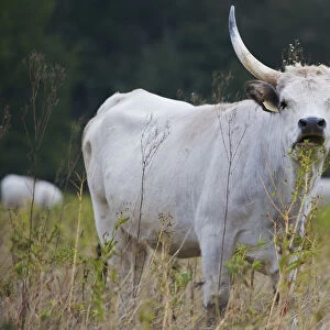 Hungarian grey cattle feeding, Mohacs, Bda-Karapancsa, Duna Drava NP, Hungary, September