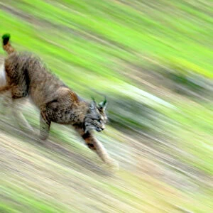 Iberian lynx (Lynx pardinus) running, blurred motion, Sierra de Andujar Natural Park