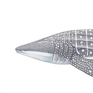 Illustration of Whale Shark (Rhincodon typus), Rhincodontidae; threatened / endangered species (Wildlife Art Company)