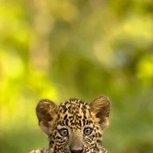 Indian leopard (Panthera pardus fusca) cub, portrait. Nagarhole National Park, India