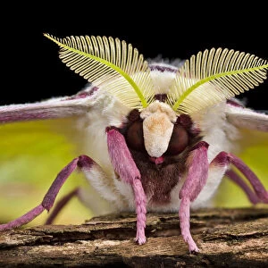 Indian moon / Indian luna moth (Actias selene) head-on view showing feather-like antennae