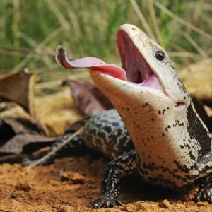 Indonesian blue-tongued skink (Tiliqua gigas) with tongue extended, captive, from Papua New Guinea