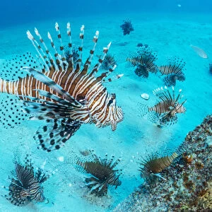 Invasive Lionfish (Pterois volitans) which have taken over and are wiping out native