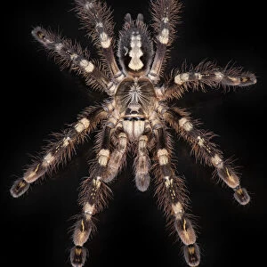 Spiders Photographic Print Collection: Ivory Ornamental Tarantula