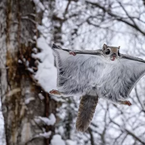 Japanese dwarf flying squirrel (Pteromys volans orii) gliding through forest canopy during light snowfall. Hokkaido, Japan. February