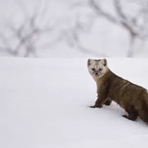 Japanese sable (Martes zibellina) foraging on snow, Kamchatka, far east Russia, May
