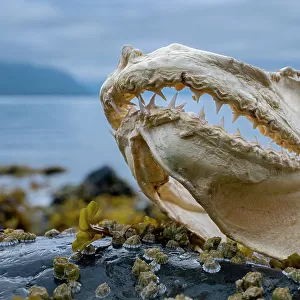 Jaws of Salmon shark (Lamna ditropis), Prince William Sound, Alaska, USA. July
