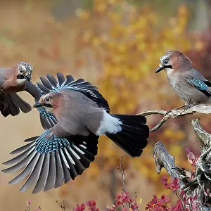 Jay (Garrulus glandarius), two fighting in mid-air with another observing. Norway. October
