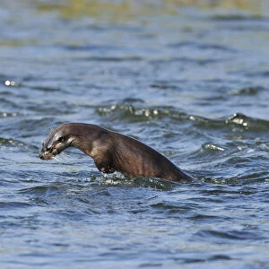 Juvenile European river otter (Lutra lutra) fishing by porpoising, River Tweed, Scotland