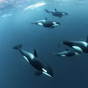 Killer Whales / Orcas (Orcinus orca)