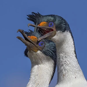 King cormorants (Phalacrocorax atriceps) in courtship behaviour at their nest site