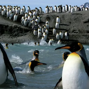 King penguins (Aptenodytes patagonicus) crossing water to reach breeding site, South Georgia