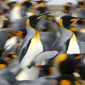 King penguins (Aptenodytes patagonicus) colony, Antarctica