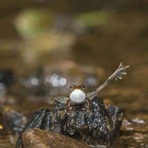 Kottigehar dancing frog (Micrixalus kottigeharensis) male calling and displaying