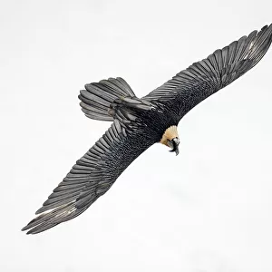 Lammergeier / Bearded vulture (Gypaetus barbatus) flying, Leukerbad, Valais, Switzerland, February