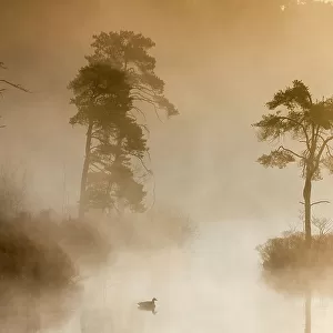 Landscape of a fen at dawn with Canada goose (Branta canadensis) swimming. Oisterwijkse Bossen en Vennen Nature reserve, Oisterwijk, The Netherlands. April