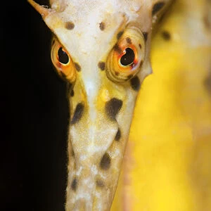 Large / Pot Bellied Seahorse (Hippocampus abdominalis) face portrait. Blairgowrie Marina