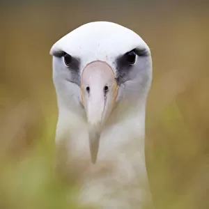 Laysan Albatross (Phoebastria immutabilis) in nest, Clarion Island, Revillagigedo