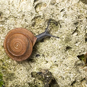 Leaf snail (Gittenbergeria turriplana) Algarve, Portugal