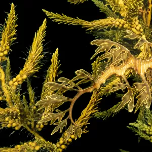 Leafy sea dragon (Phycodurus eques) among seaweed, Spencer Gulf, South Australia. January