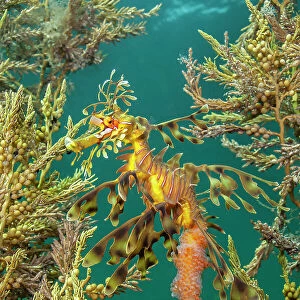 Leafy seadragon (Phycodurus eques) demonstrates the effectiveness of its camouflage as it shelters amongst seaweeds. This individual is a male carrying eggs. Wool Bay Jetty, Edithburgh, Yorke Peninsular, South Australia