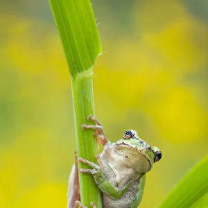 Lemon-yellow tree frog (Hyla savignyi) climbing up grass stem. Cyprus. April