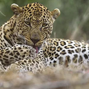 Leopard (Panthera pardus) adult with scar accorss face licking paw, Londolozi Private Game Reserve