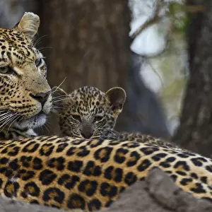 Leopard (Panthera pardus) mother resting with cubs Londolozi Private Game Reserve
