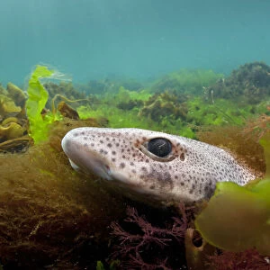 Lesser spotted catshark / Dogfish shark (Scyliorhinus canicula) hiding amongst seaweeds