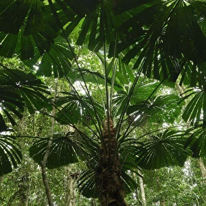Licuala fan palm (Licuala ramsayi), Daintree National Park, Queensland, Australia
