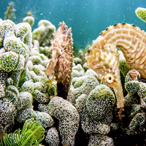 Lined seahorses (Hippocampus erectus) amongst corals, The Bahamas