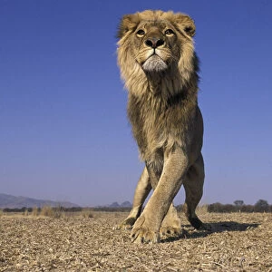 Lion (Panthera Leo) male, low angle shot, South Africa