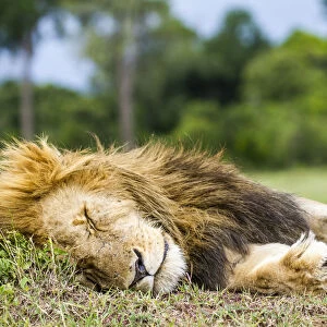 Lion (Panthera leo) male resting, Masai Mara Game Reserve, Kenya, November