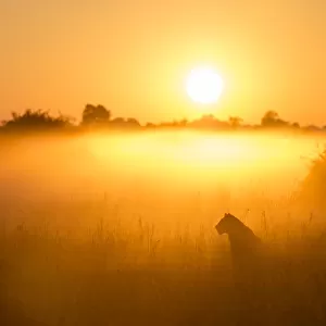 Lioness (Panthera leo) sitting during misty sunrise, Okavango Delta, Botswana