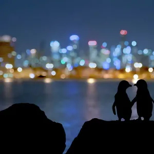 Little blue penguin (Eudyptula minor), two standing on rocks at night, silhouetted against Melbourne city lights. St Kilda breakwater, Victoria, Australia. December 2016. COP26 Countdown Photo Competition 2021 Joint winner