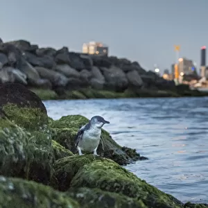 Little penguin (Eudyptula minor) standing on rocks of St Kilda breakwater, returning