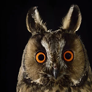 Long eared owl (Asio otus) at night, perched on oak tree snag