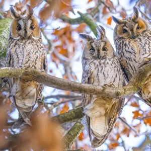 Long-eared owls (Asio otus) autumn, three owls roosting in tree, The Netherlands