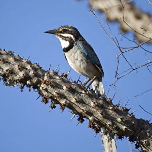 Long-tailed ground roller (Uratelornis chimaera). Ifaty Spiny Forest, Madagascar